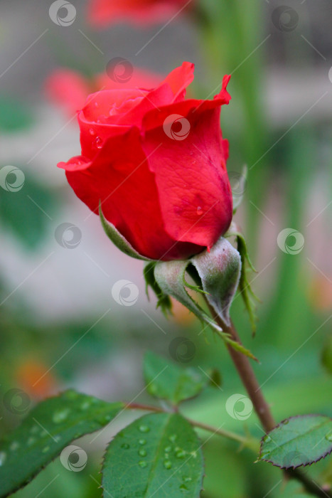 Скачать Красная роза, цветущая в саду фотосток Ozero