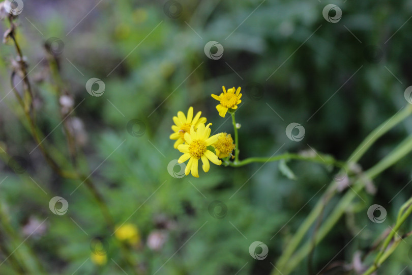 Скачать Художник неравнозубчатый (Senecio inaequidens), макросемка фотосток Ozero