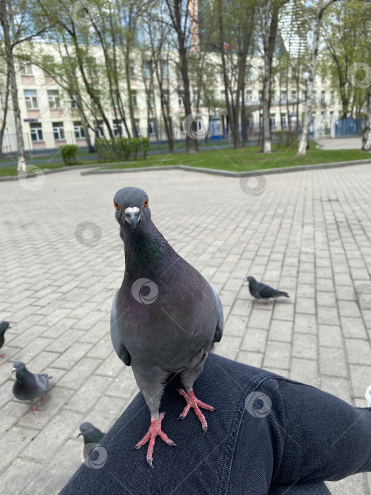 Скачать Голубь фотосток Ozero