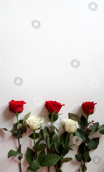 Скачать Букет красных и белых роз на пустой поверхности с местом для копирования текста фотосток Ozero