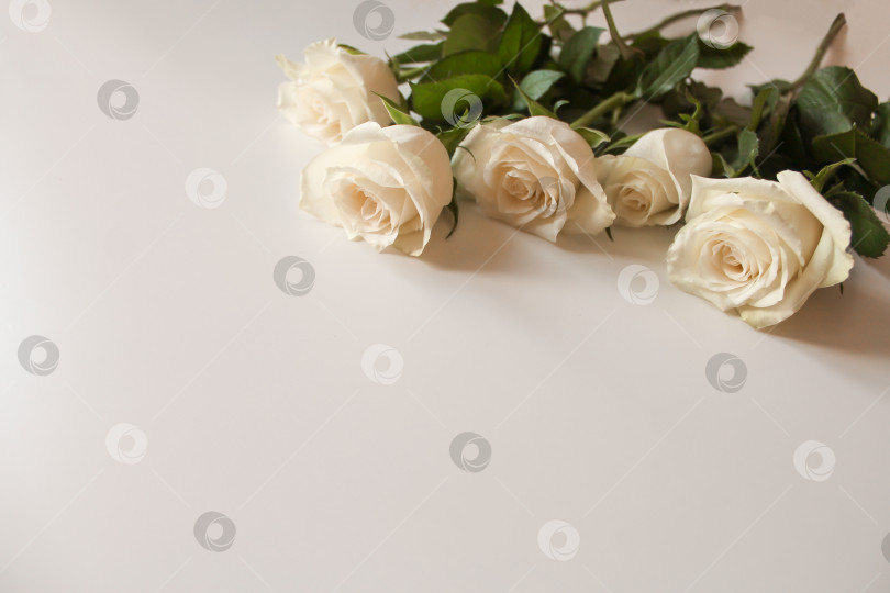 Скачать Букет белых роз на пустой поверхности с местом для копирования текста фотосток Ozero