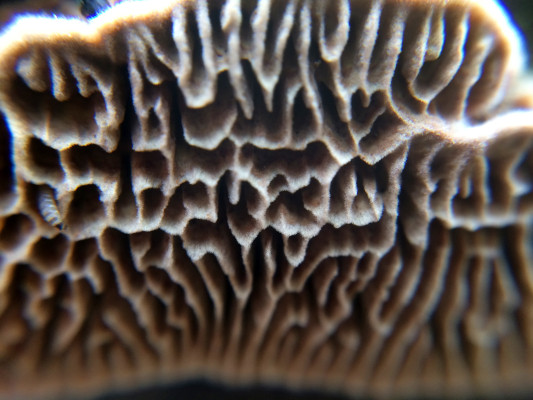 [object Object] undefined