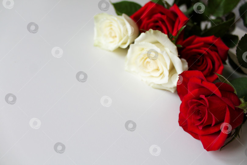 Скачать Букет красных и белых роз на пустой поверхности с местом для копирования текста фотосток Ozero