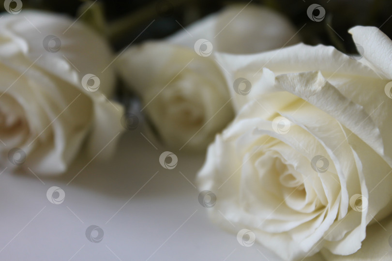 Скачать Букет белых роз крупным планом на пустой поверхности фотосток Ozero