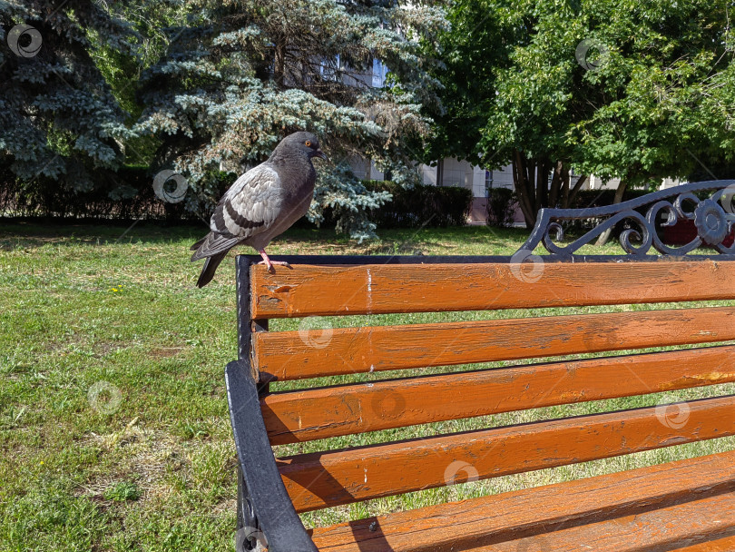 Скачать Минутка покоя: голубь на скамейке в зелёном парке фотосток Ozero