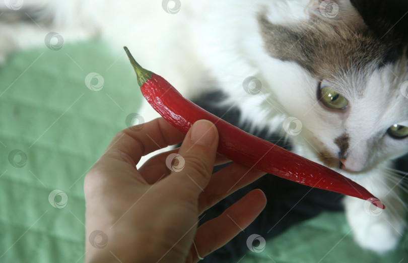 Скачать Рука человека держит длинный красный перец чили на фоне кота фотосток Ozero