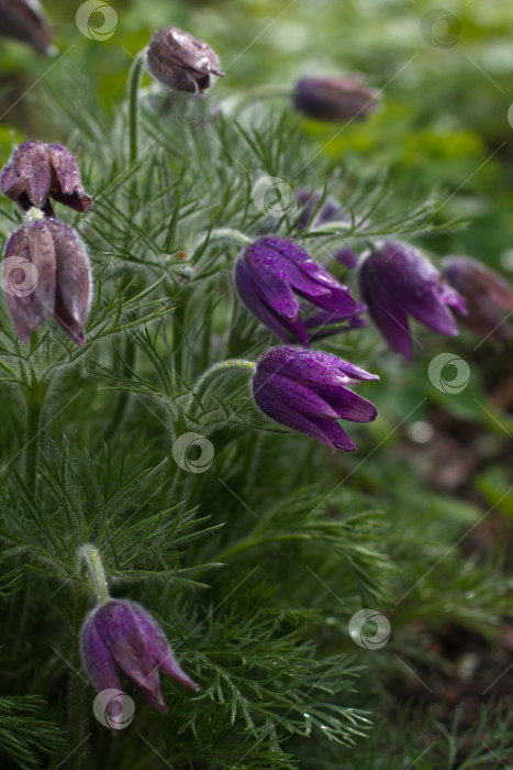 Скачать цветы первоцвета прострел. Pulsatilla фотосток Ozero