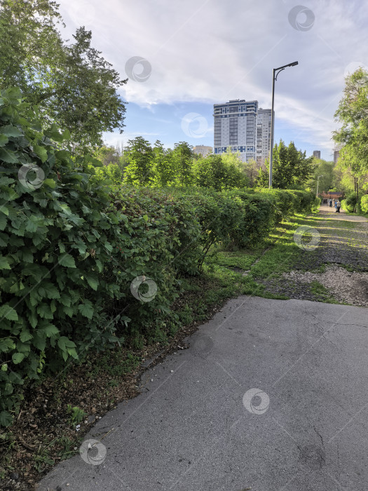 Скачать Прогулка по тихой аллее фотосток Ozero