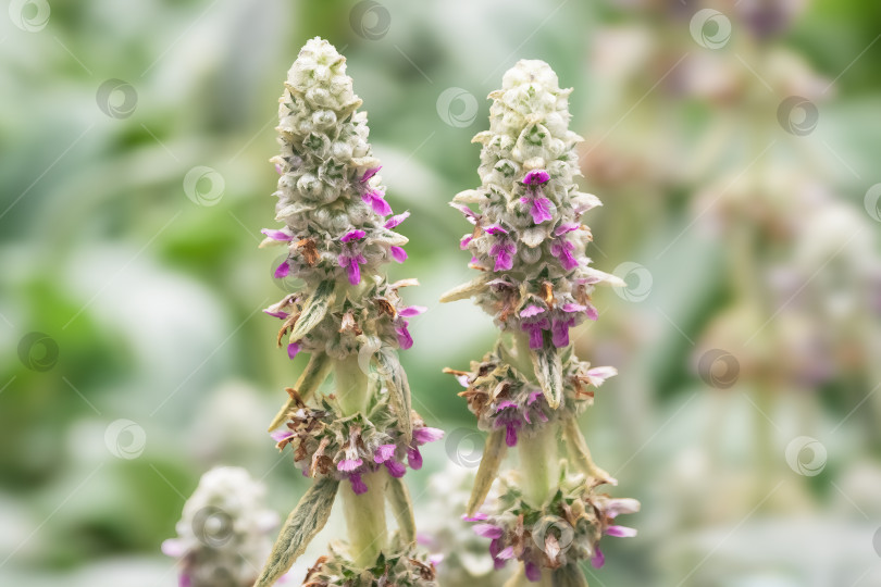 Скачать Пушистые серебристо-зеленые цветочные шипы Stachys byzantina или мохнатой живой изгороди крупным планом. фотосток Ozero