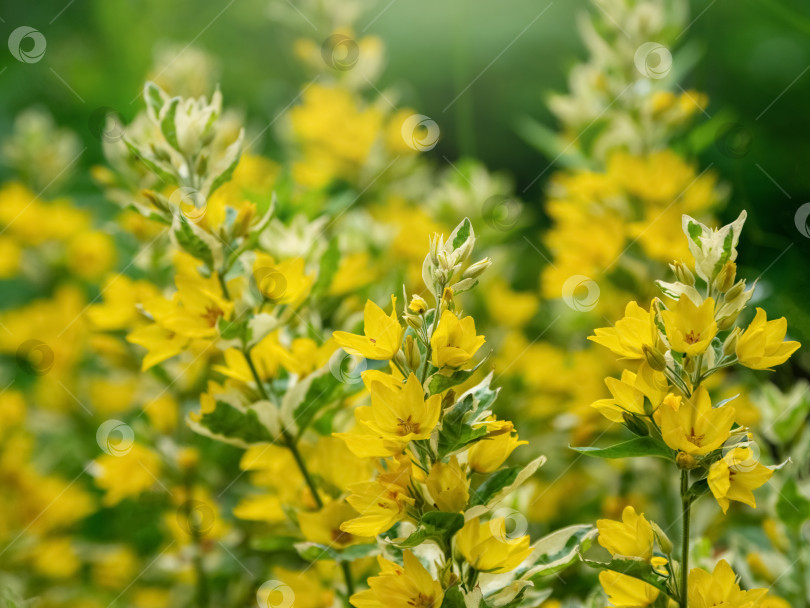 Скачать Ярко-желтые цветы разнотравья (Lysimachia punctata 'Alexander'), цветущего в летнем саду, крупным планом. фотосток Ozero