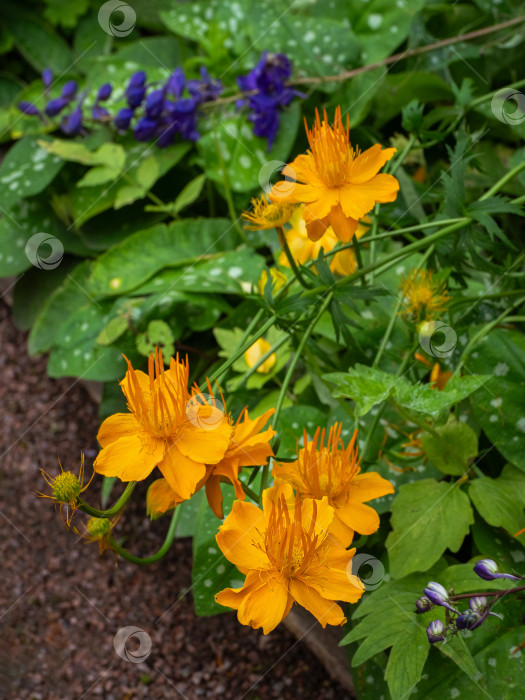Скачать Ярко-оранжевые цветы trollius chinensis, растущие в саду в солнечный день. фотосток Ozero