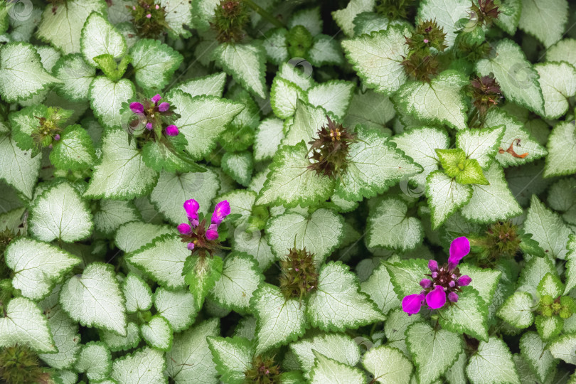 Скачать Вид сверху на цветки крапивы пятнистой (Lamium maculatum) и пестрые листья. фотосток Ozero
