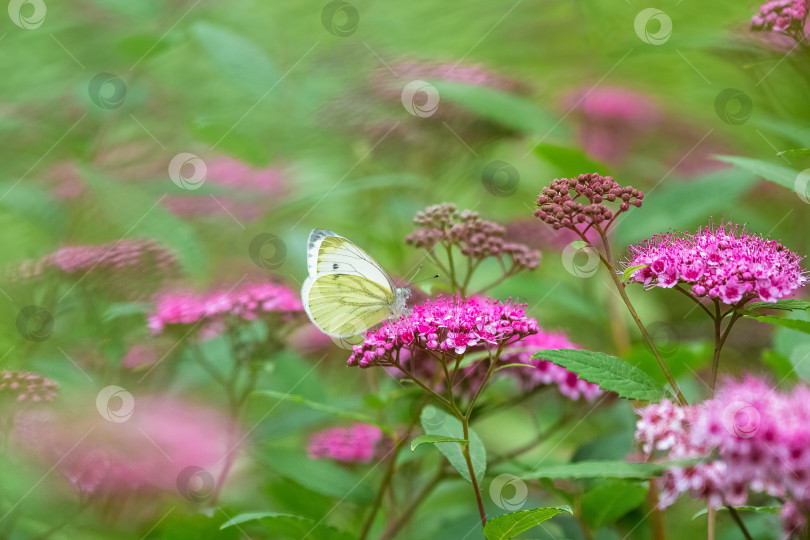 Скачать Белая бабочка Pieris napi сидит на грозди ярко-розовых цветов фотосток Ozero