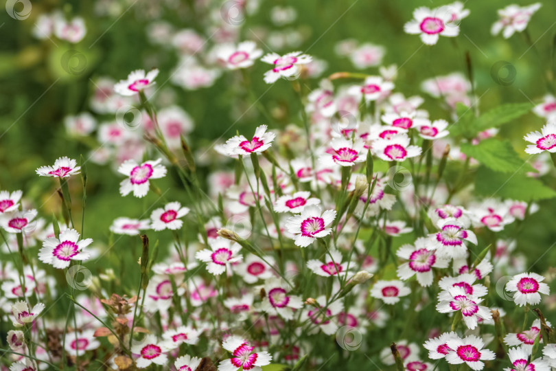 Скачать белые цветы Dianthus deltoides 'Arctic Fire' с ярко-розовой сердцевиной, цветущие в летнем саду. фотосток Ozero