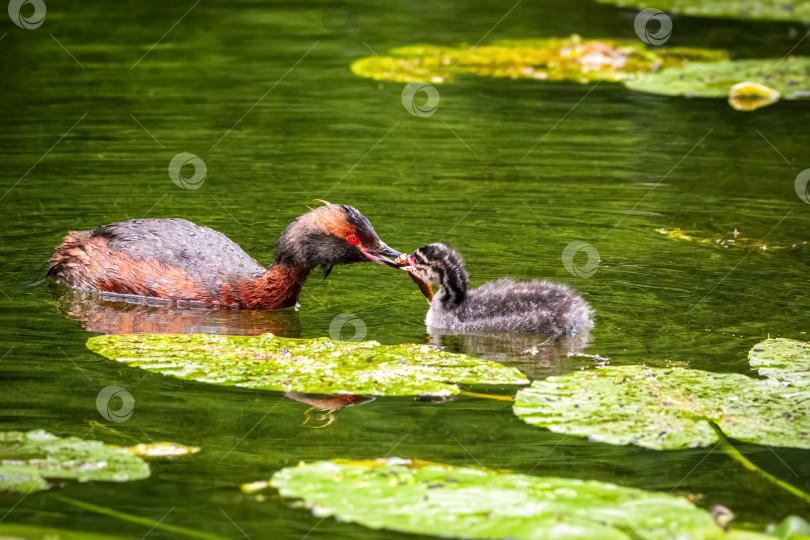 Скачать Рогатая поганка (Podiceps auritus) кормит своего птенца в пруду с водяными лилиями. фотосток Ozero