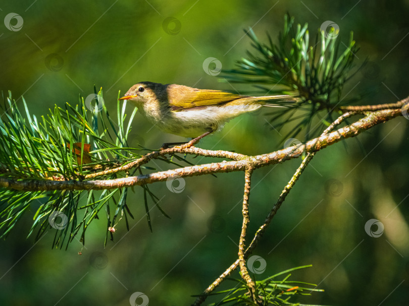 Скачать Западная камышевка Бонелли (Phylloscopus bonelli) на ветке хвойного дерева. Небольшая европейская воробьиная птица в дикой природе. фотосток Ozero