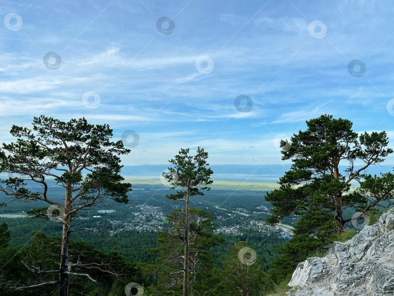 Скачать Кедр, растущий в долине Саянских гор. Бурятия. Россия. фотосток Ozero