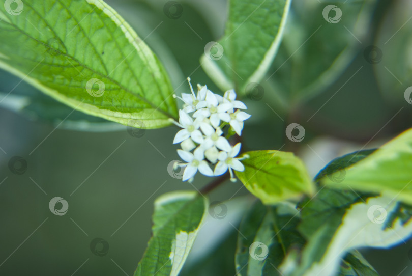 Скачать роговица серая (cornus sericea) фотосток Ozero