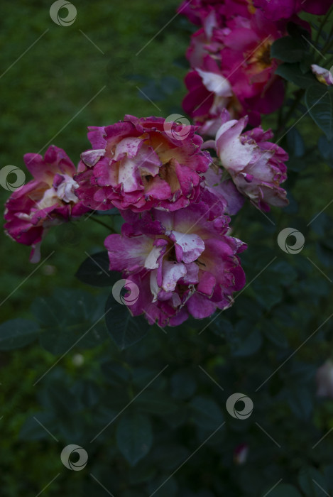 Скачать цветок розы фотосток Ozero
