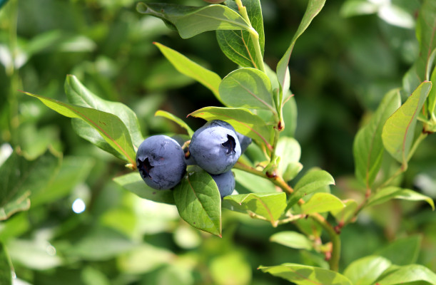 [object Object] undefined