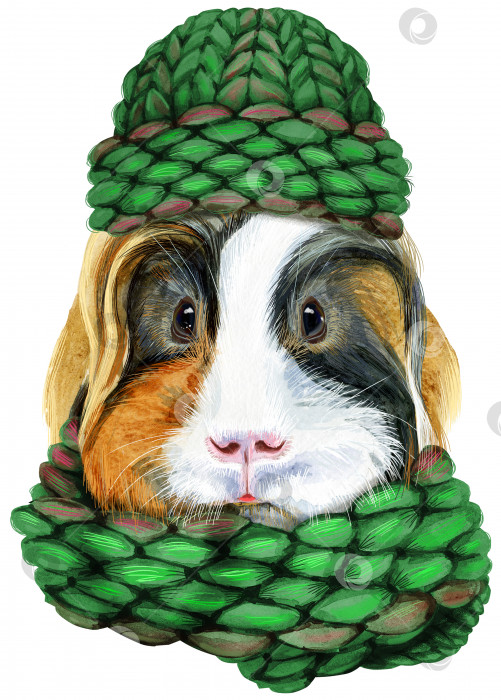 Скачать Акварельный портрет морской свинки Шелти свинка в вязаной шапочке и шарфе на белом фоне фотосток Ozero