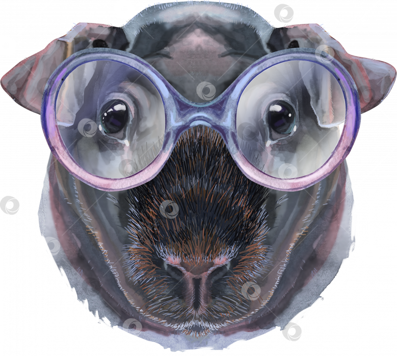 Скачать Акварельный портрет тощей морской свинки в симпатичных очках фотосток Ozero