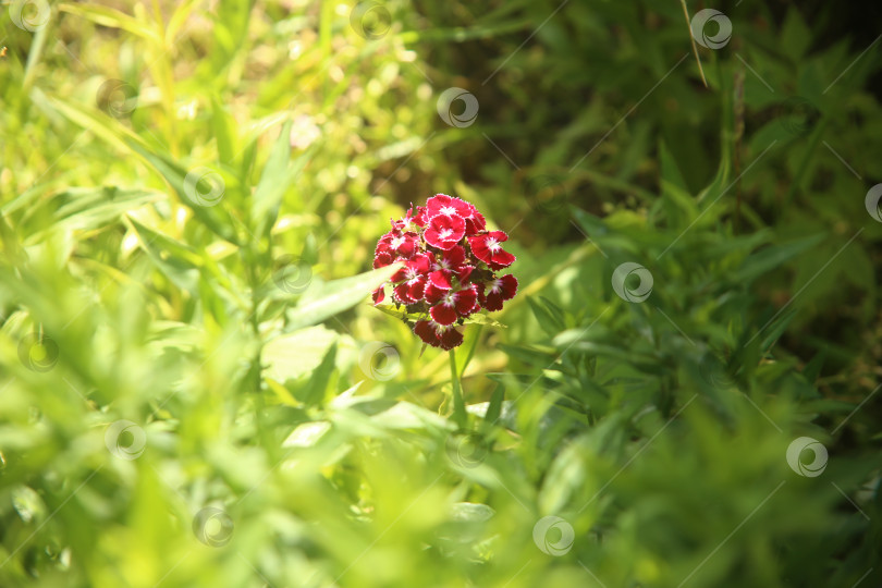 Скачать Красивые яркие цветы у ограды фотосток Ozero