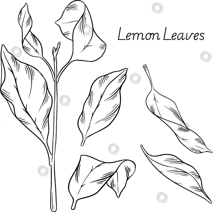 Скачать Коллекция lemon, выполненная в стиле ручной гравюры, с кувшином для лимонада, бокалом, пирогом и свежими цитрусовыми фруктами. Иллюстрация в виде эскиза тушью на белом фоне для меню, упаковки и этикеток. фотосток Ozero