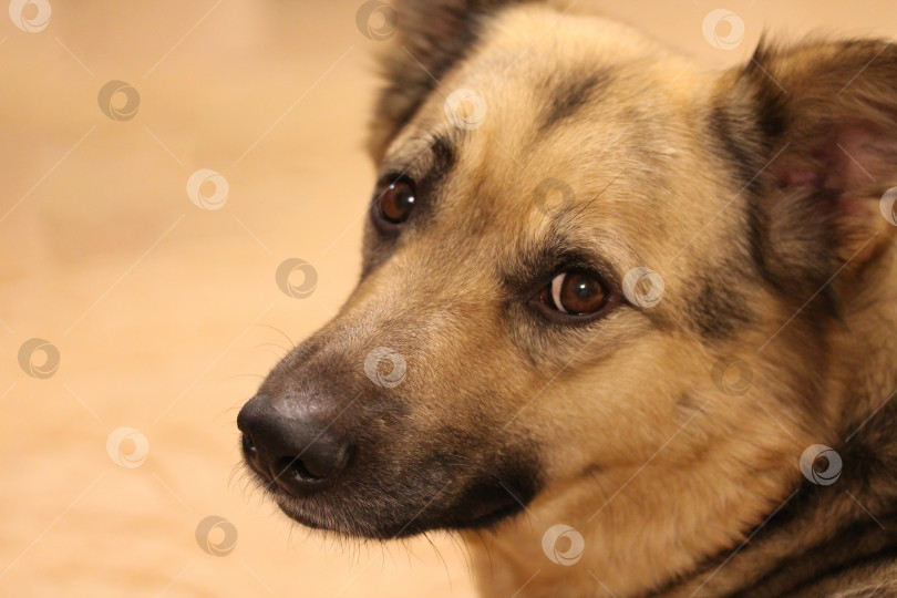 Скачать Портрет собаки смешанной породы в домашних условиях фотосток Ozero