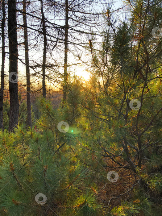 Скачать Осенний лес на закате фотосток Ozero