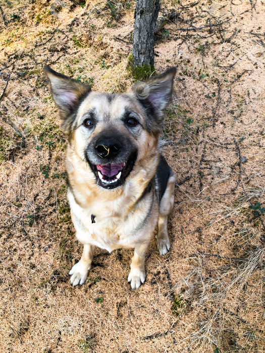 Скачать Забавная улыбающаяся собака в осеннем лесу на закате фотосток Ozero