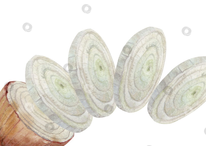 Скачать Акварельный фон с нарезанными кольцами лука и луковицей на белом фоне. Ботанический кулинарный эскиз с большим пространством для меню, рецепта, упаковки, баннера и оформления кухни. фотосток Ozero