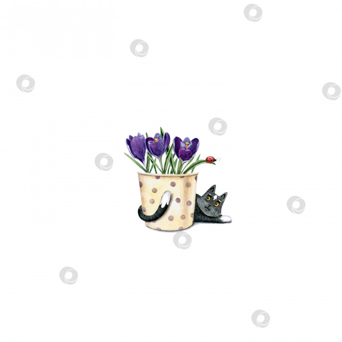 Скачать Черно-белая кошка с фиолетовыми крокусами в горшке в горошек. фотосток Ozero