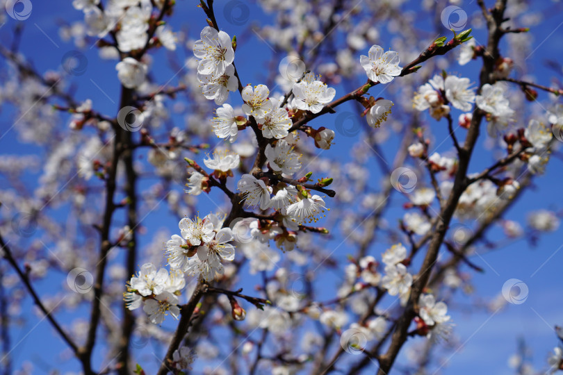 Скачать белые цветы на ветках цветущего абрикосового дерева и пчелы, опыляющие их на фоне голубого неба фотосток Ozero
