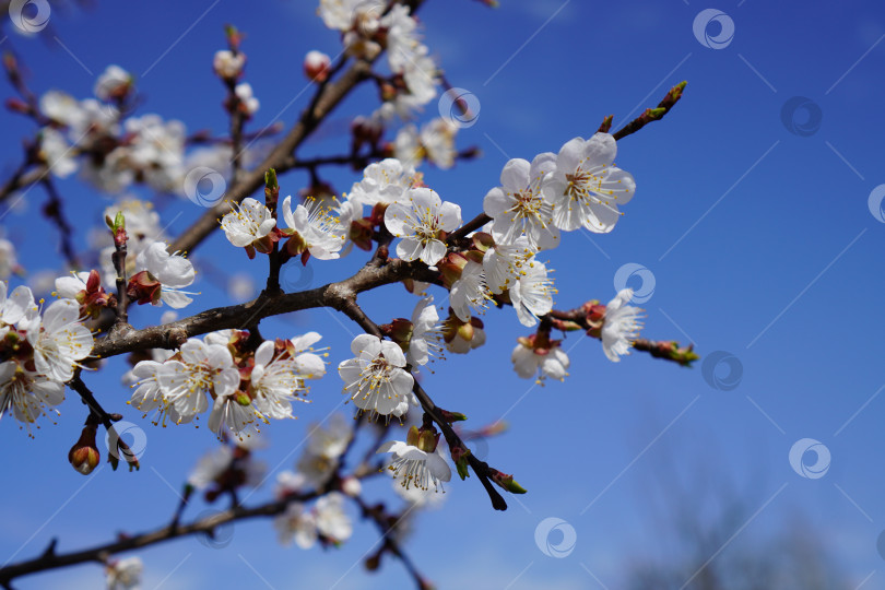 Скачать цветущая ветка абрикоса с белыми цветами на фоне синего неба весной фотосток Ozero