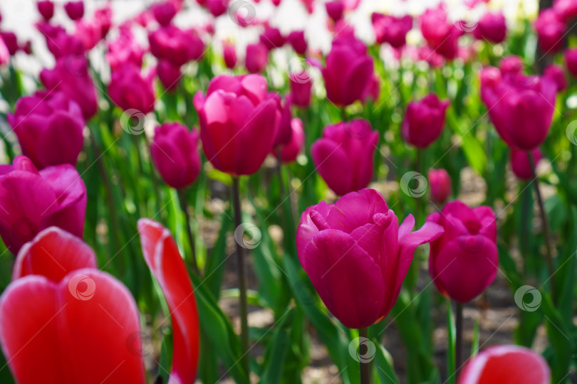 Скачать красные тюльпаны в саду фотосток Ozero