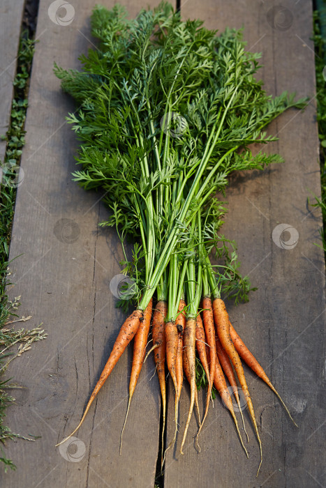Скачать Свежая молодая морковь на деревянном деревенском фоне фотосток Ozero