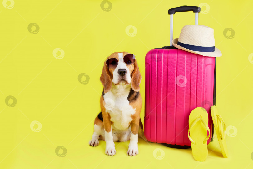 Скачать Собака породы бигль в солнцезащитных очках сидит у чемодана с вещами фотосток Ozero
