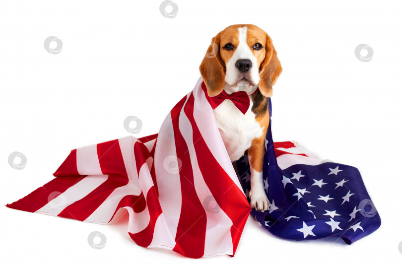 Скачать Собака породы бигль и американский флаг на белом изолированном фоне. фотосток Ozero