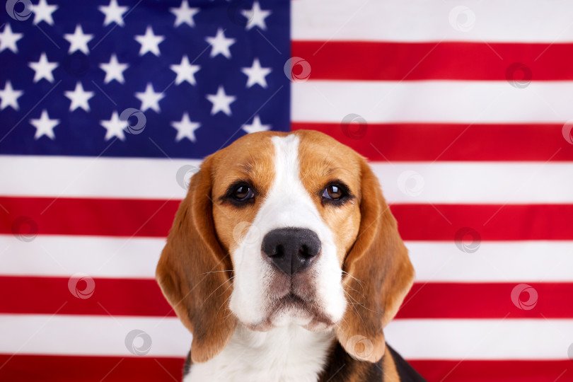 Скачать Собака бигль на фоне американского флага. 4 июля - День независимости. фотосток Ozero