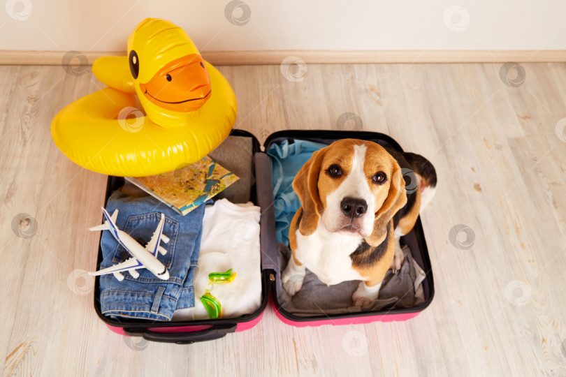 Скачать Собака породы бигль у чемодана с вещами и плавающий надувной утенок фотосток Ozero