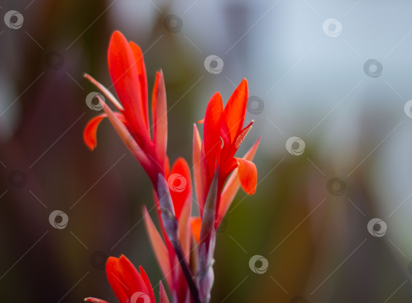 Скачать Экзотический цветок канны (Canna indica) с макро-детализацией тычинок и лепешек, смока с бокового ракурса, государственный свет фотосток Ozero