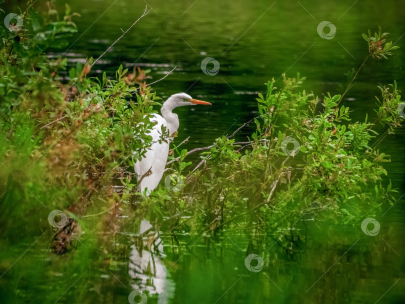 Скачать Большая белая цапля (Ardea alba) в естественной среде обитания на водно-болотных угодьях с акцентом на сохранение экосистемы фотосток Ozero