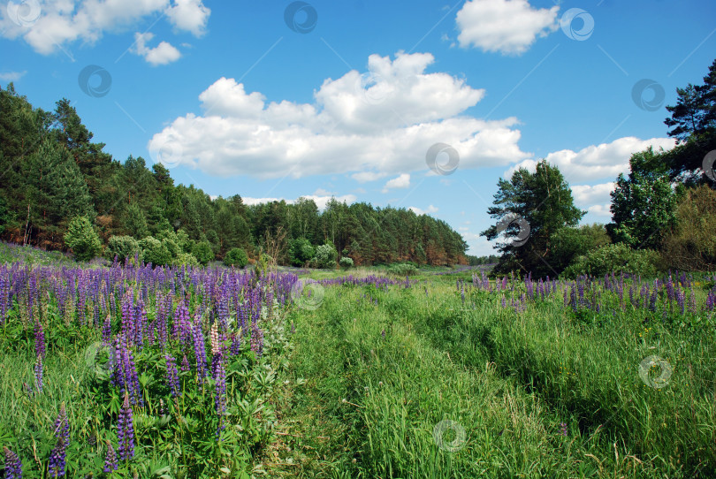Скачать Пейзаж с люпинами фотосток Ozero
