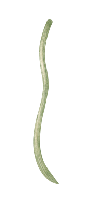 [object Object] undefined