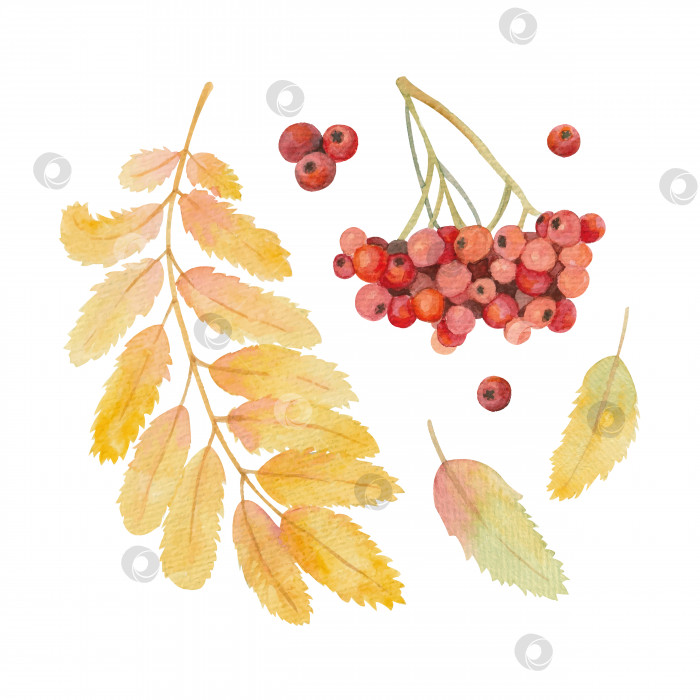 Скачать Набор акварельных иллюстраций с листьями рябины и ягодами фотосток Ozero
