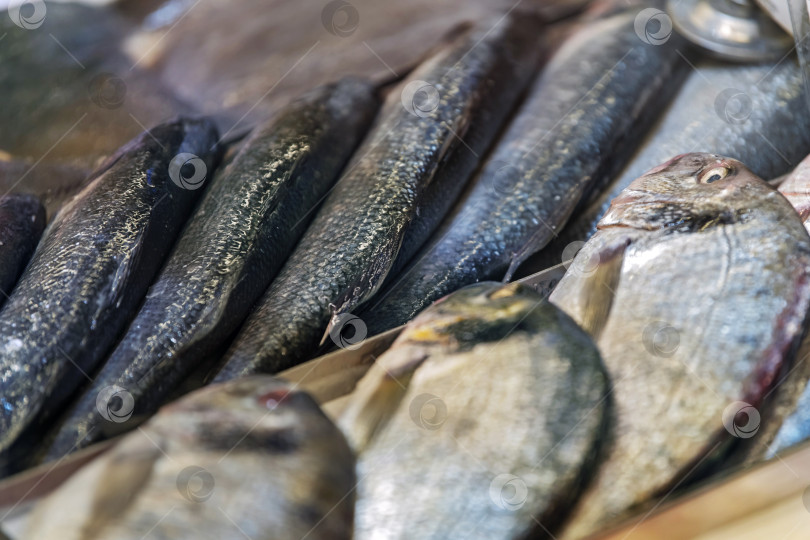 Скачать Свежая цельная рыба, выставленная на рынке. Ассортимент морепродуктов, представляющих рыбную ловлю, продукты питания и кулинарные приготовления фотосток Ozero