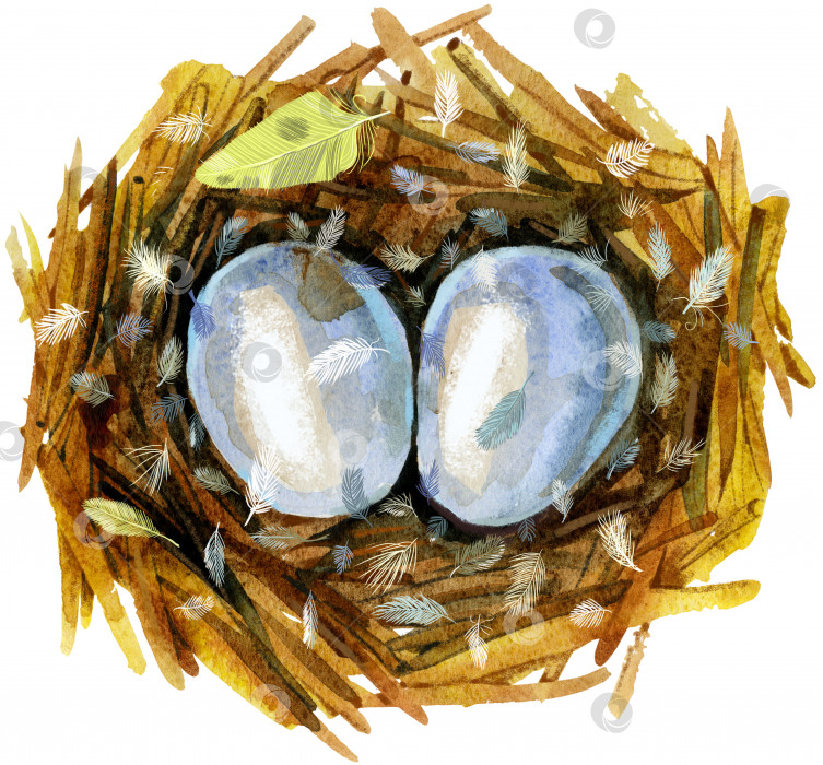 Скачать Нарисованное вручную акварелью птичье гнездо с яйцами, пасхальный дизайн. фотосток Ozero