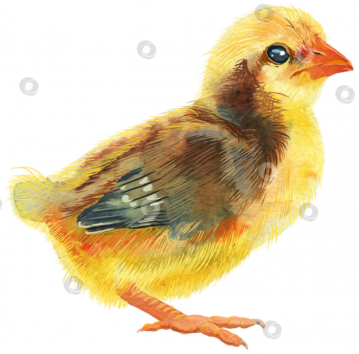 Скачать Акварельная иллюстрация желтого цыпленка с коричневыми пятнами фотосток Ozero
