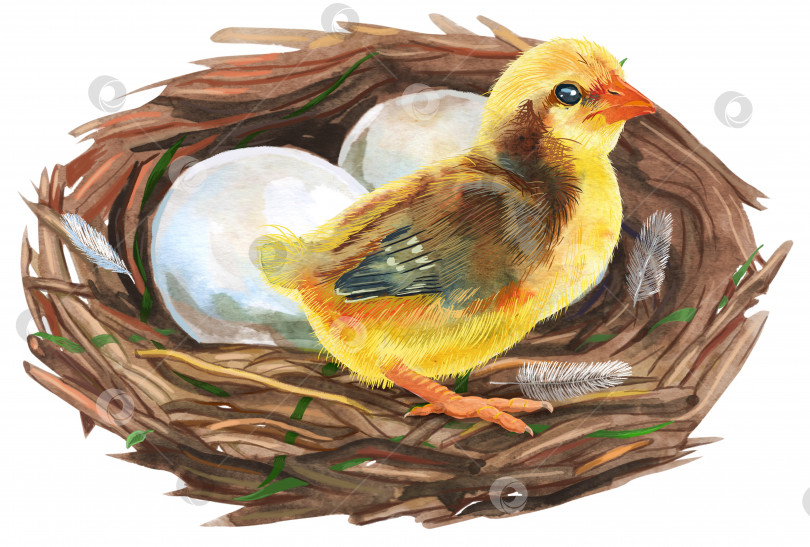 Скачать Нарисованное вручную акварелью птичье гнездо с яйцами и курицей, пасхальный дизайн. фотосток Ozero
